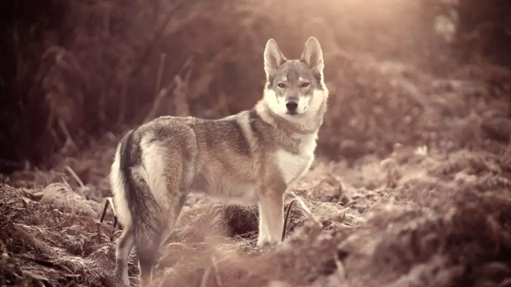 Coyote German Shepherd Mix Temperaments