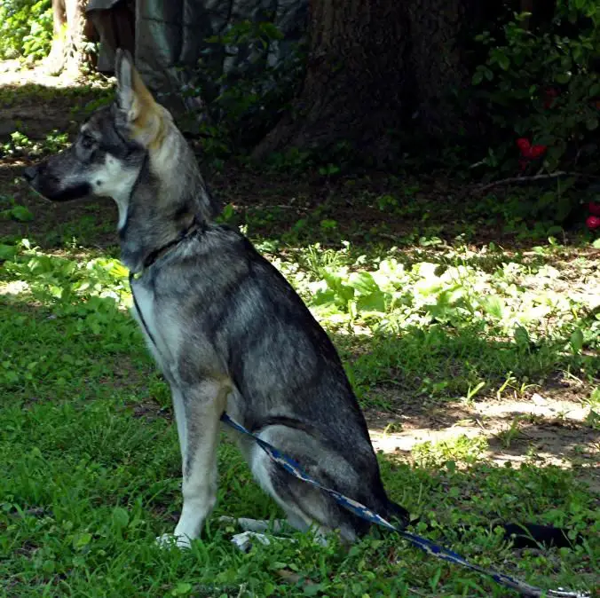 German Shepherd Coyote Mix Puppy