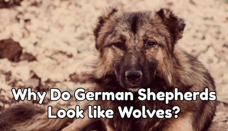 Why Do German Shepherds Look like Wolves?