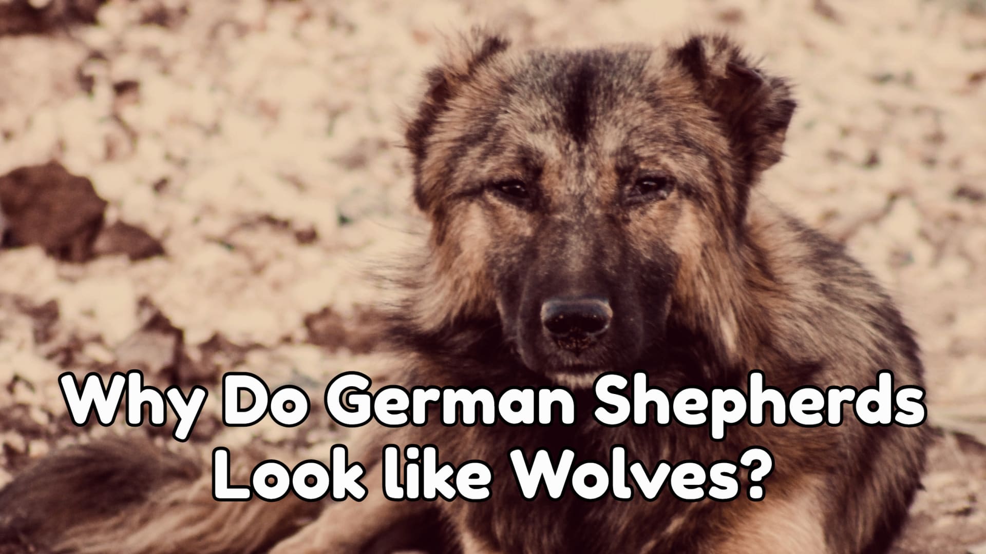 Why Do German Shepherds Look like Wolves?