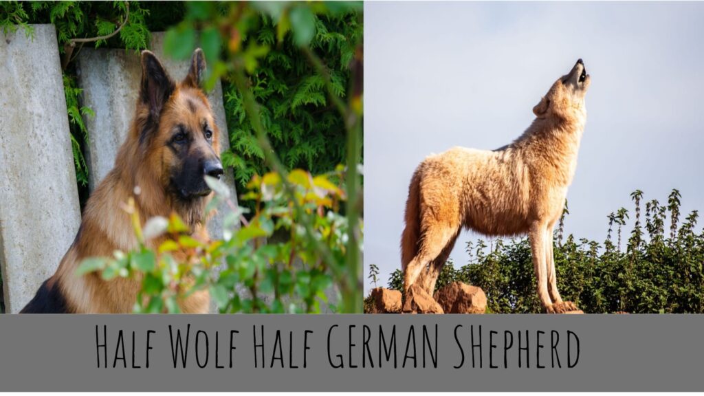 Half Wolf Half German Shepherd
