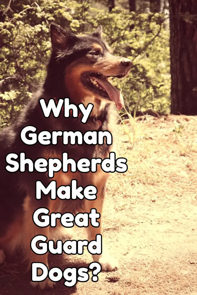 7 Reasons Why German Shepherds Make Great Guard Dogs