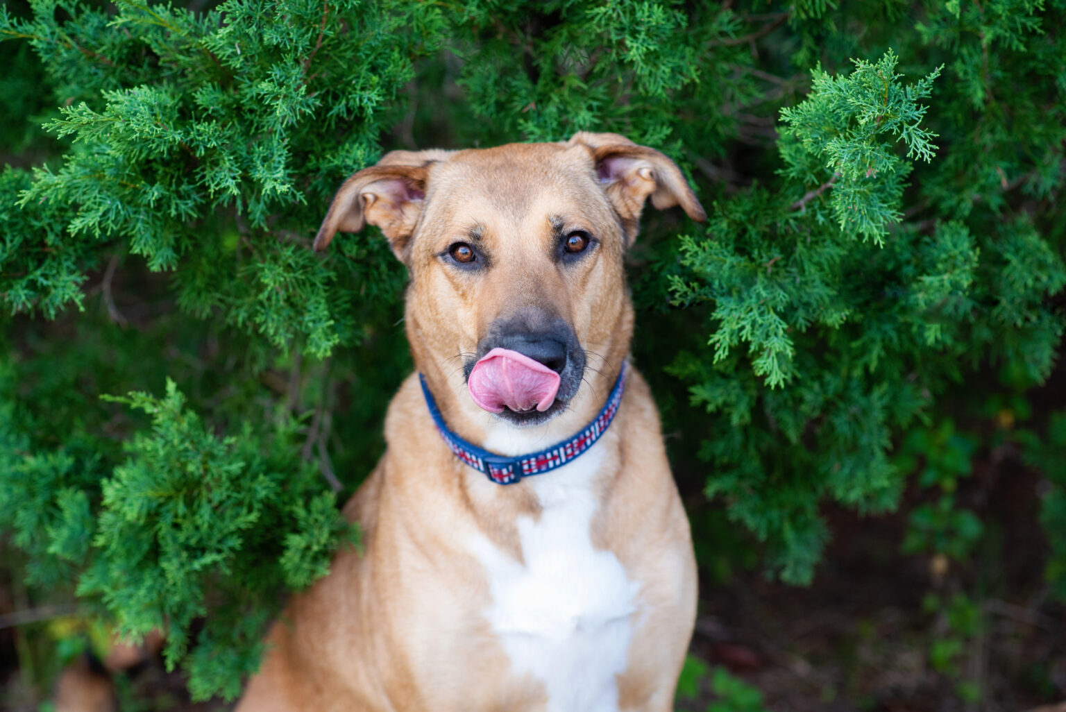 Anatolian Shepherd German Shepherd Mix The Biggest, Fluffiest, Cuddliest Dog Mix All About