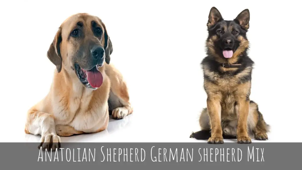 Anatolian Shepherd German Shepherd Mix