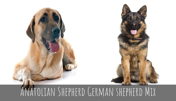 Anatolian Shepherd German shepherd Mix