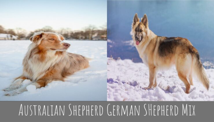 Australian Shepherd German SHepherd Mix