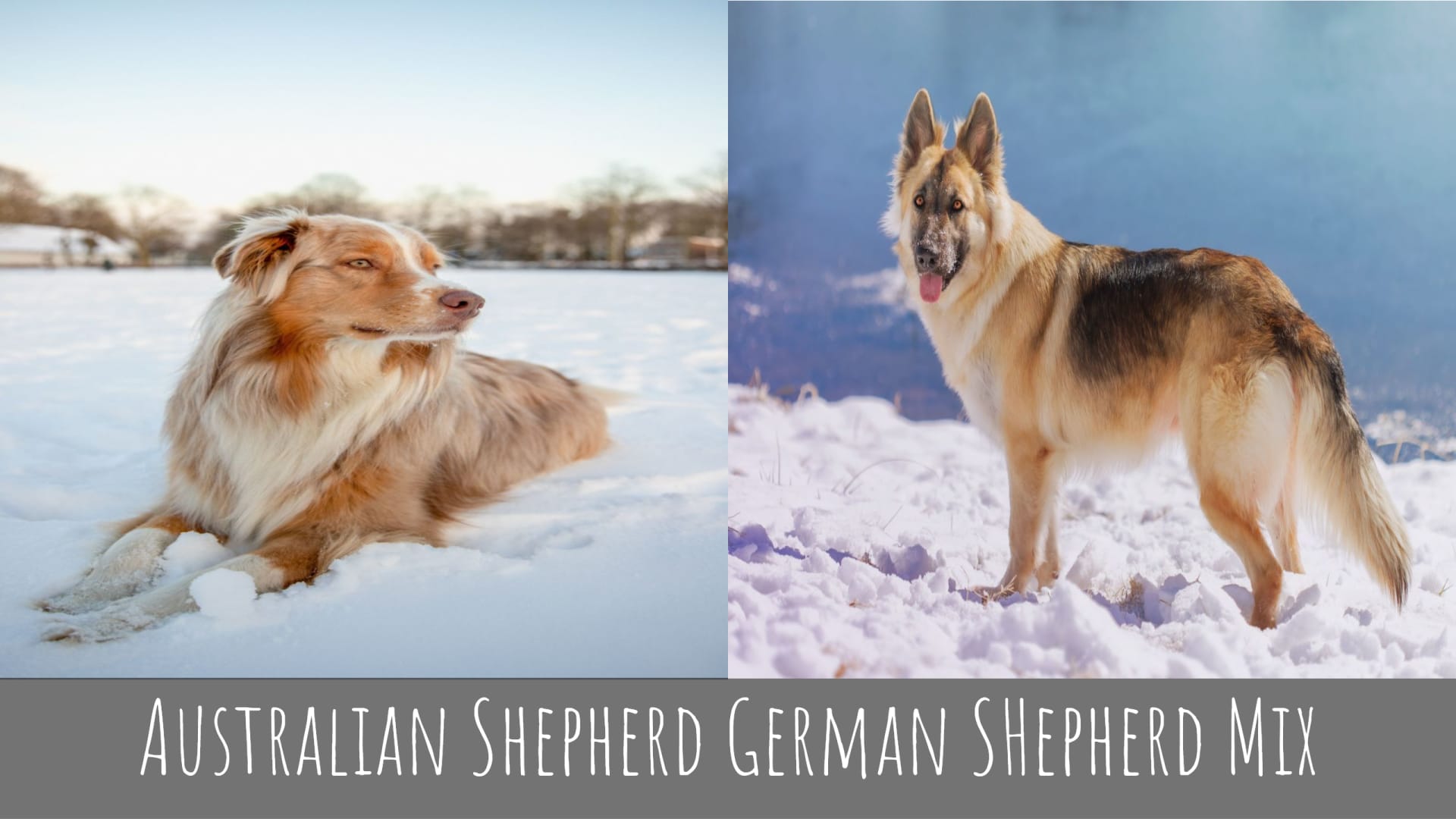 Australian Shepherd German SHepherd Mix
