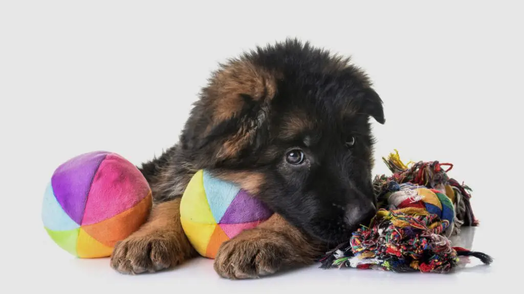 Best German Shepherd Toys For Boredom