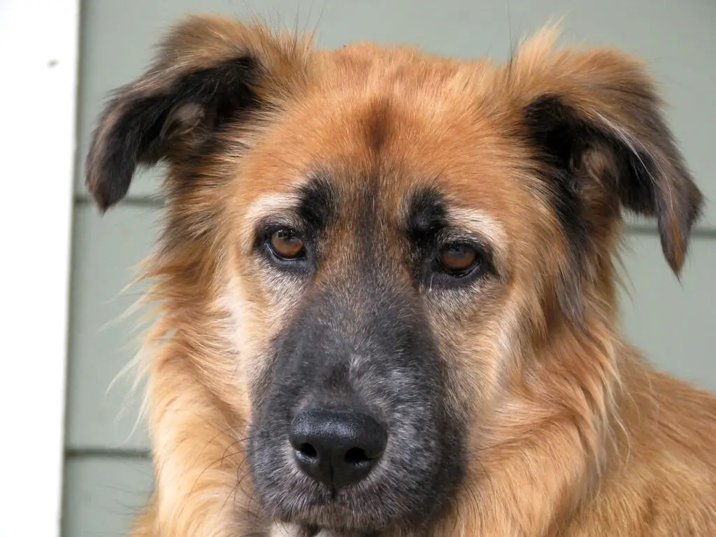 German Shepherd And Australian Shepherd Mix Dog