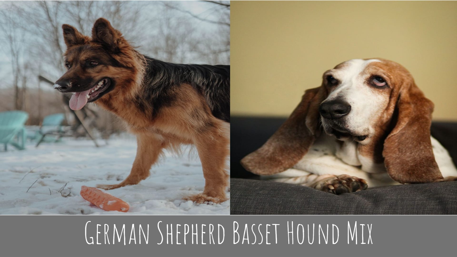 German shepherd Basset Hound mix