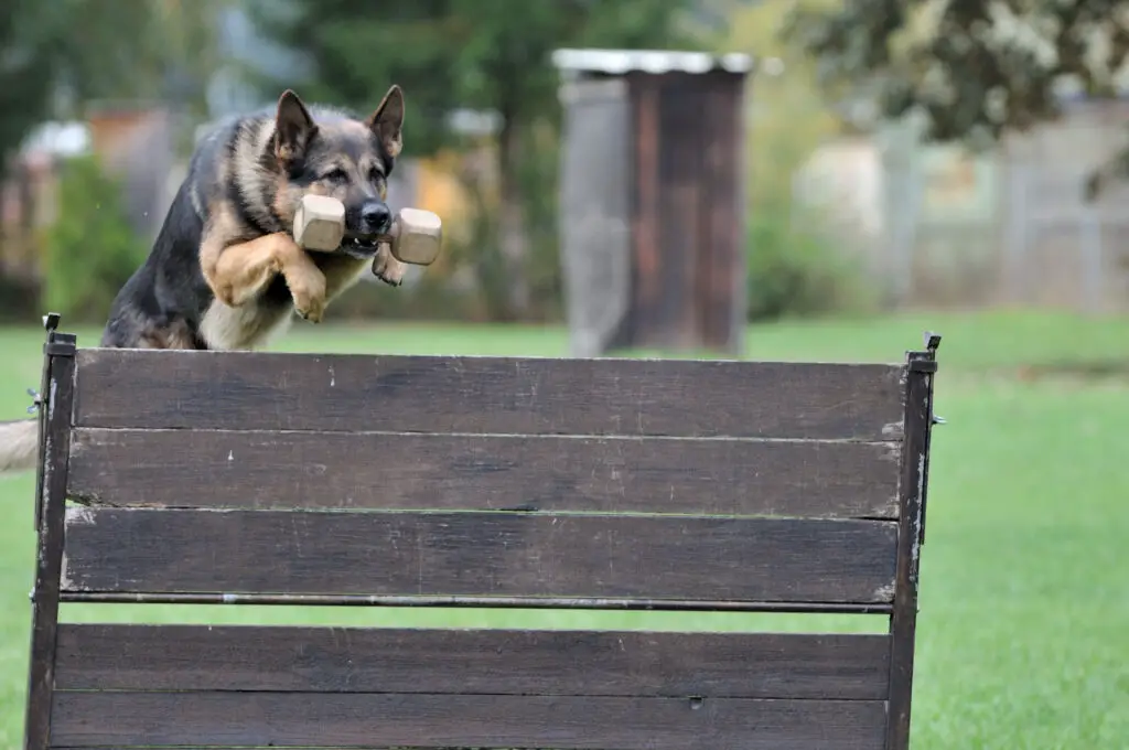 How High Can A German Shepherd Jump