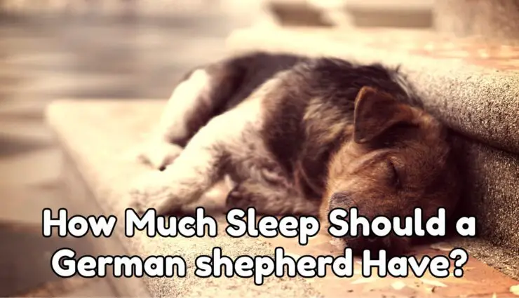 How Much Sleep Should a German shepherd Have?