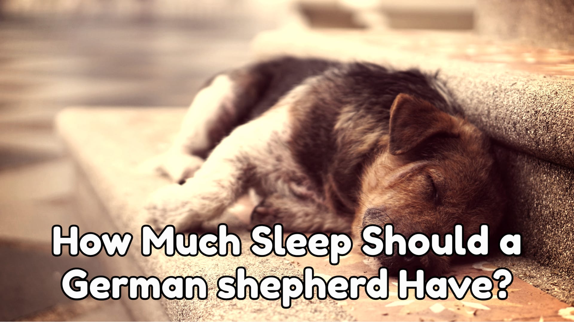 How Much Sleep Should a German shepherd Have?