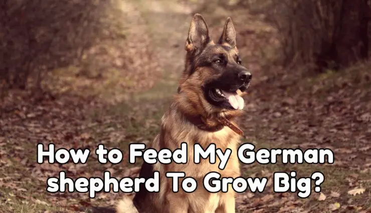 How to Feed My German shepherd To Grow Big?