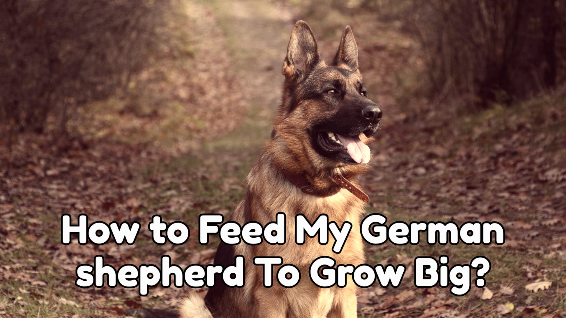 How to Feed My German shepherd To Grow Big?