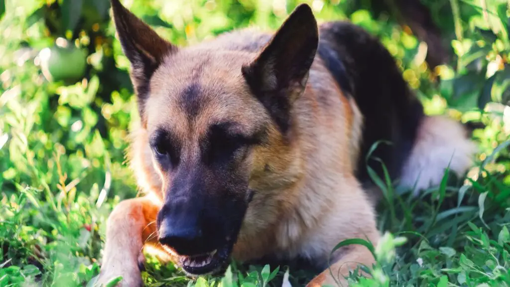 Can Gsd Eat Chickens