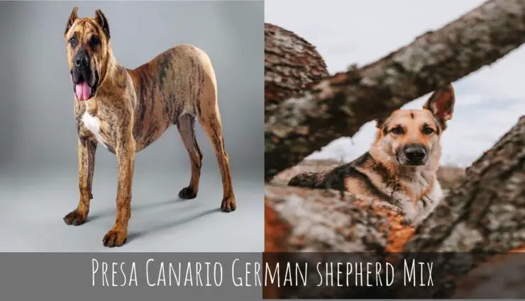 Presa Canario German shepherd Mix