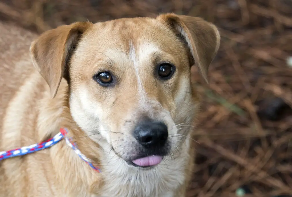 Shepherd Australian Cattledog Mix