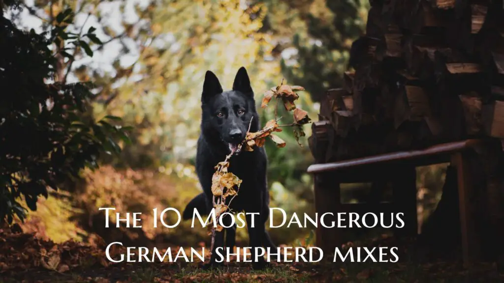 The 10 Most Dangerous German Shepherd Mixes