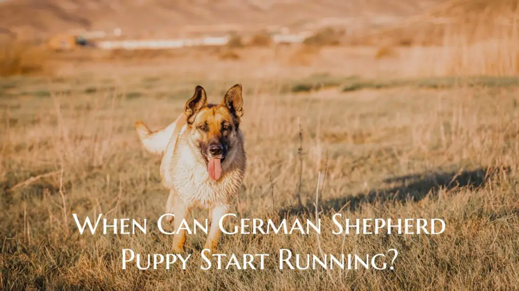 When Can German Shepherd Puppy Start Running?