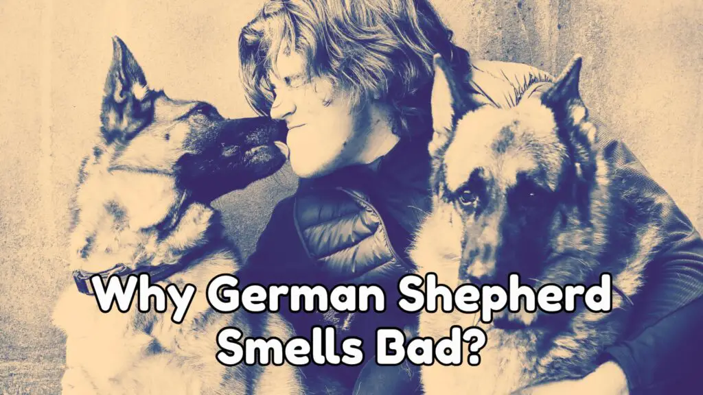 Why Your German Shepherd Smells Bad