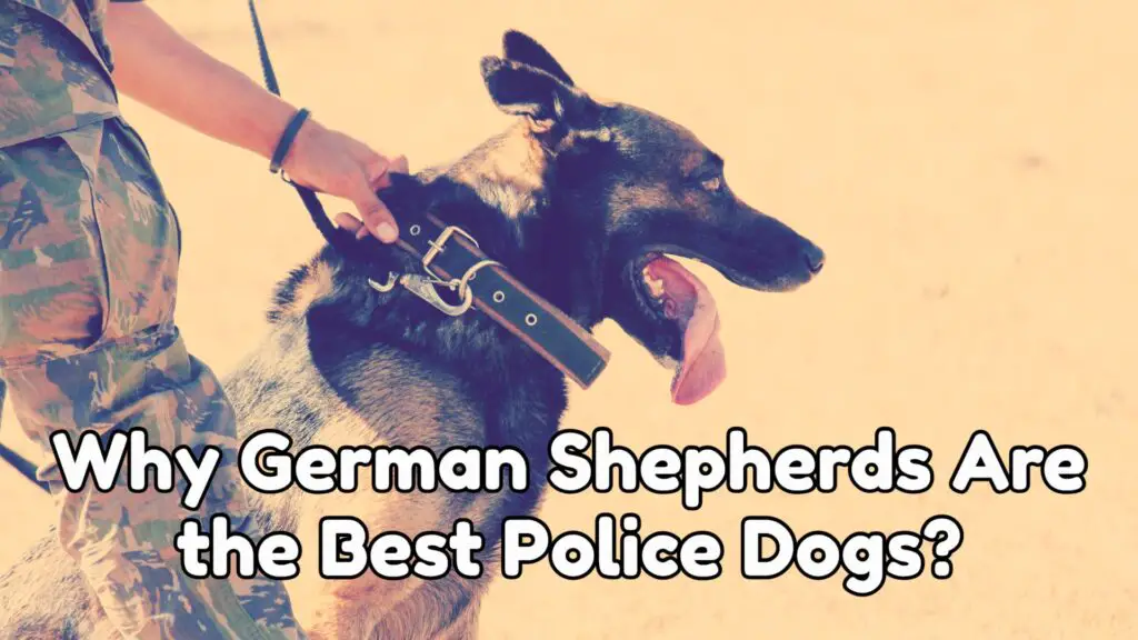 Why German Shepherds Are The Best Police Dogs