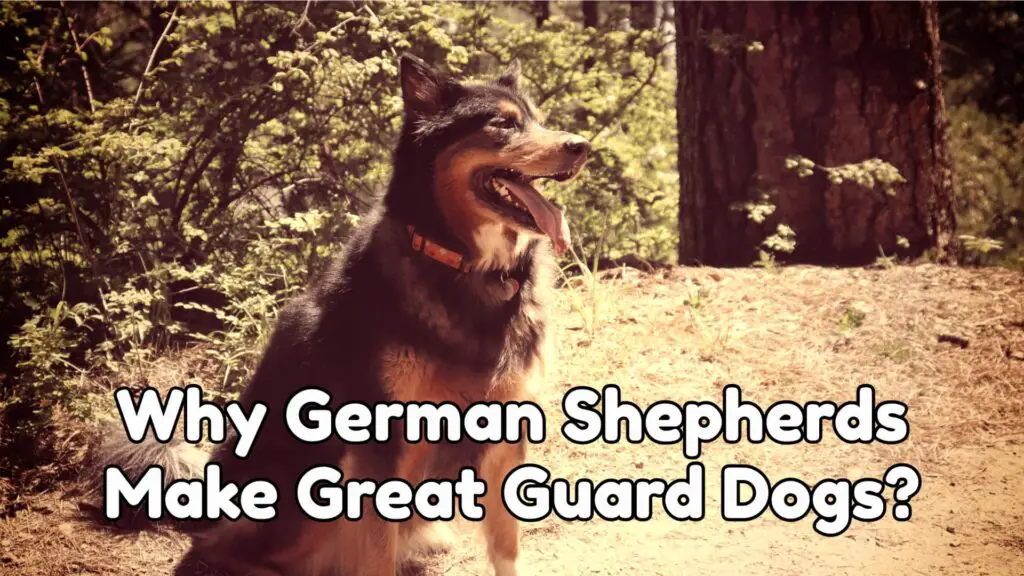 Why German Shepherds Make Great Guard Dogs