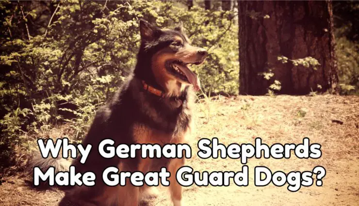 Why German Shepherds Make Great Guard Dogs