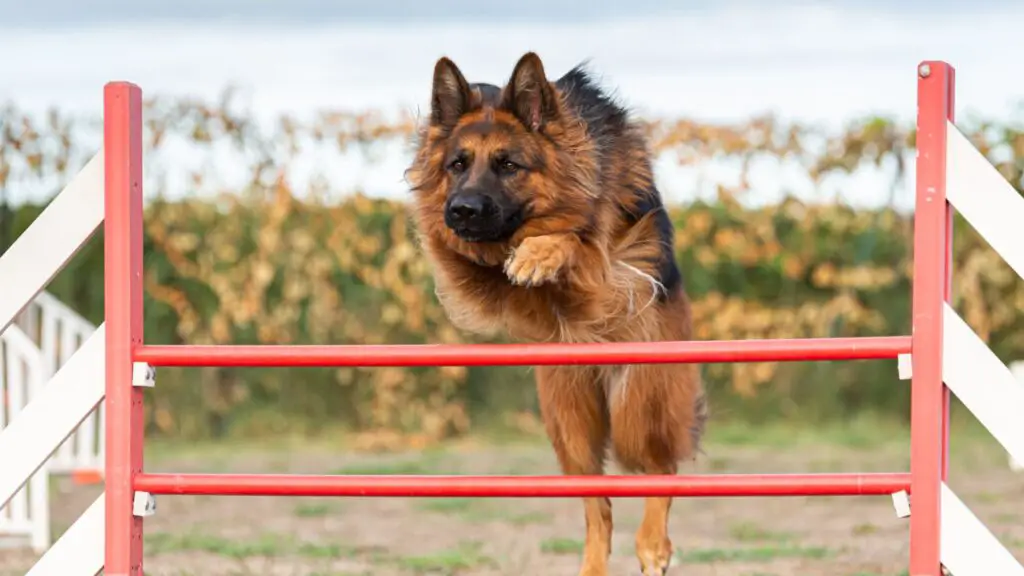 Will German Shepherd Jump The Fence?