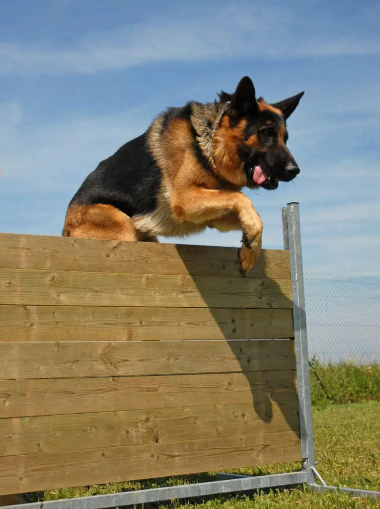 Jumping German Shepherd