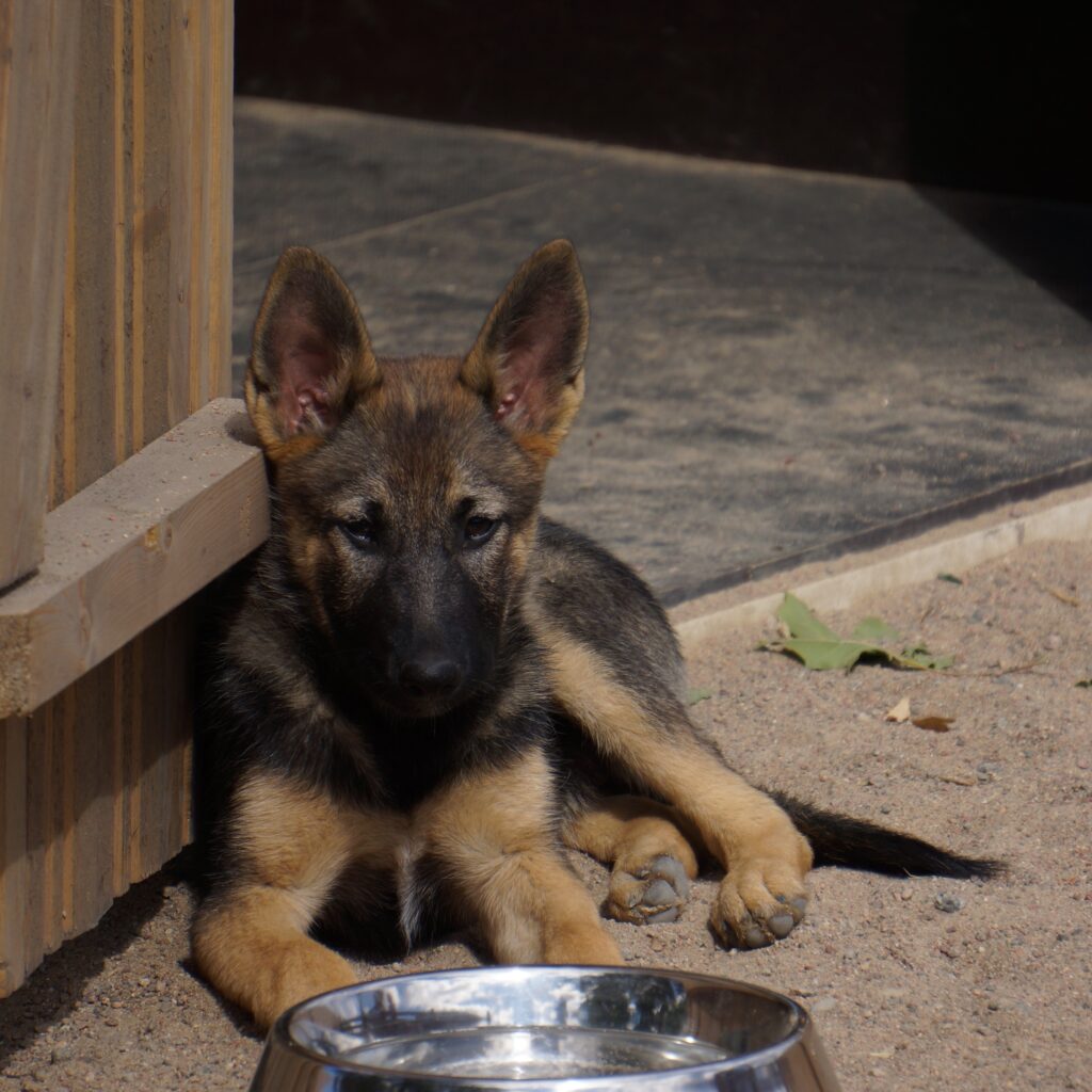 Gsd Puppy Waiting For Food