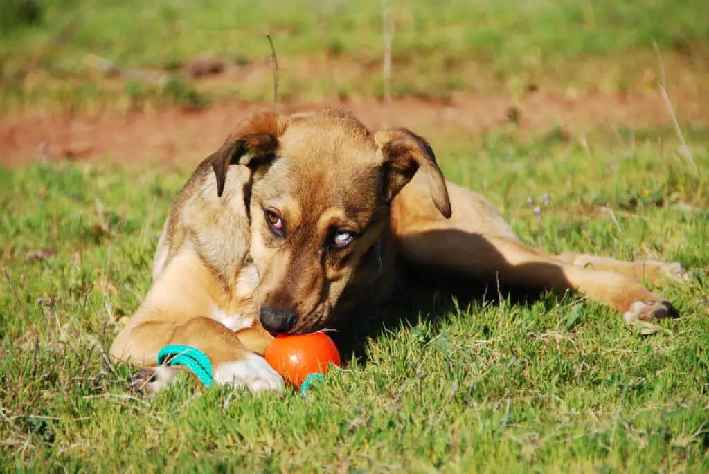 Gsd Eating Foods To Grow Big