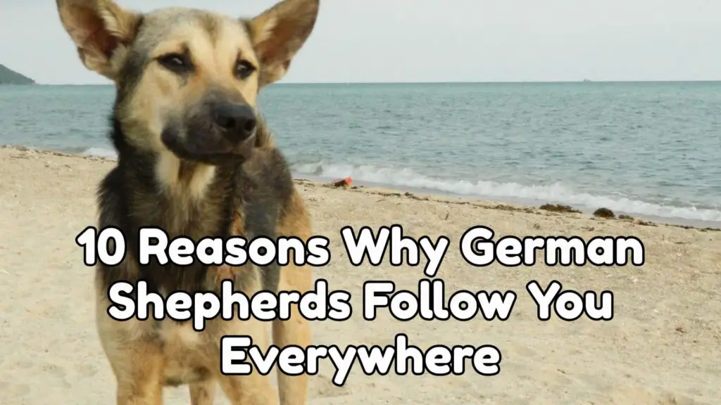 10 Reasons Why German Shepherds Follow You Everywhere