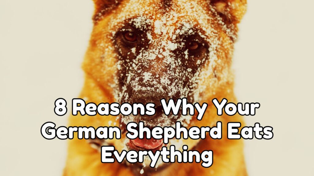 8 Reasons Why Your German Shepherd Eats Everything