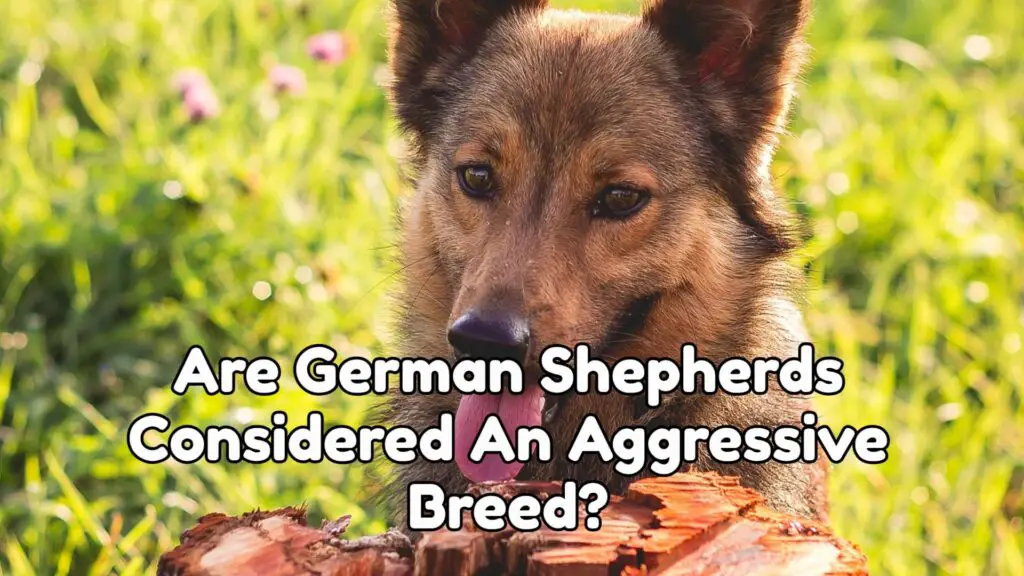 Are German Shepherds Considered An Aggressive Breed