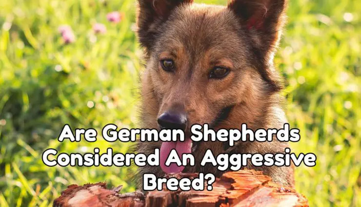 Are German Shepherds Considered An Aggressive Breed