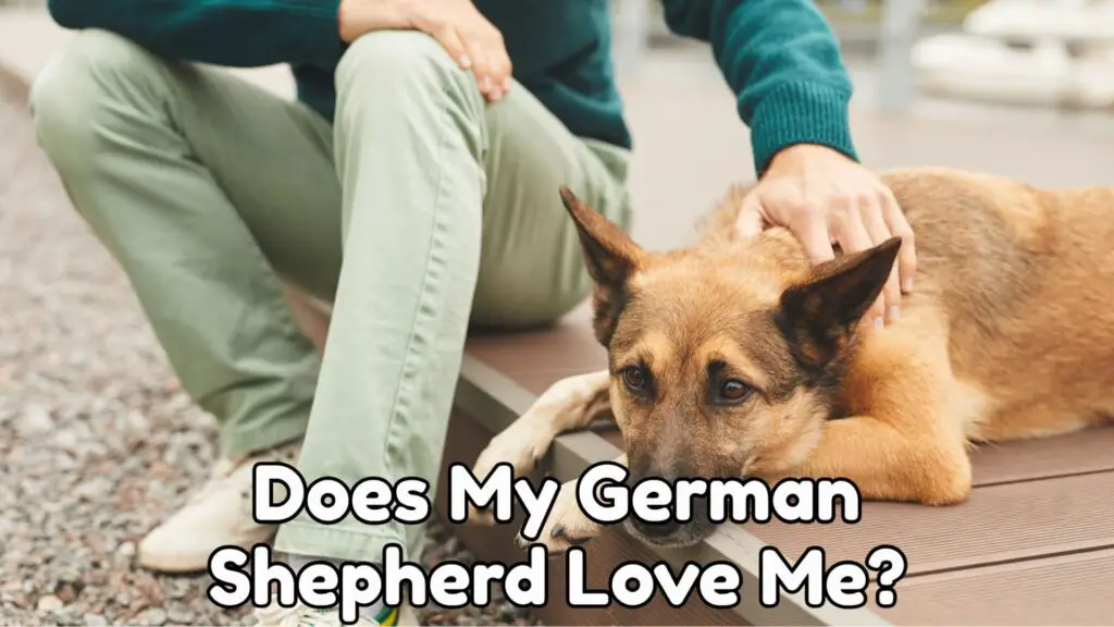 Does My German Shepherd Love Me