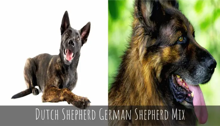 Dutch Shepherd German Shepherd Mix