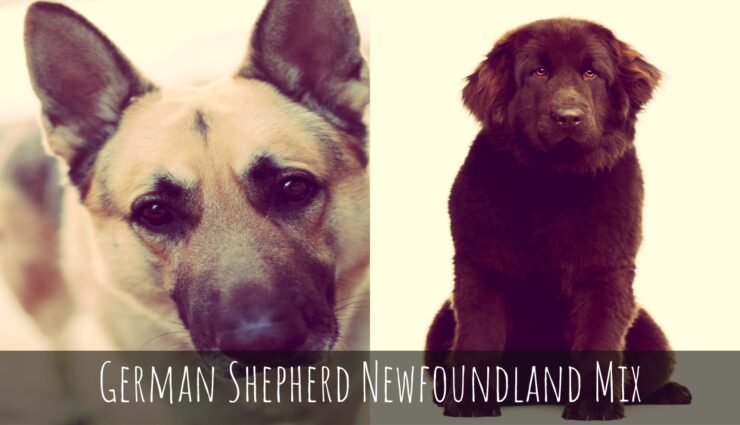 Newfoundland German Shepherd Mix