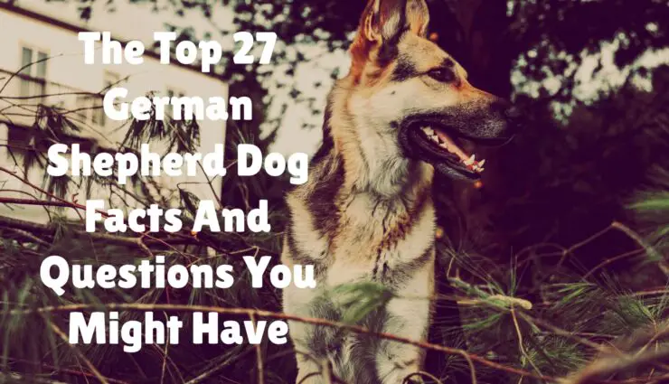 German Shepherd dog facts and questions