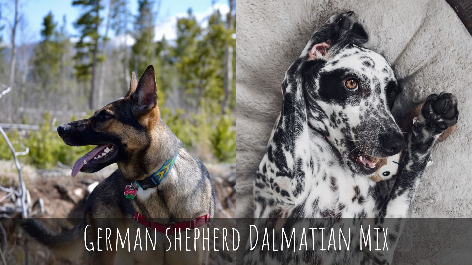 German shepherd Dalmatian Mix