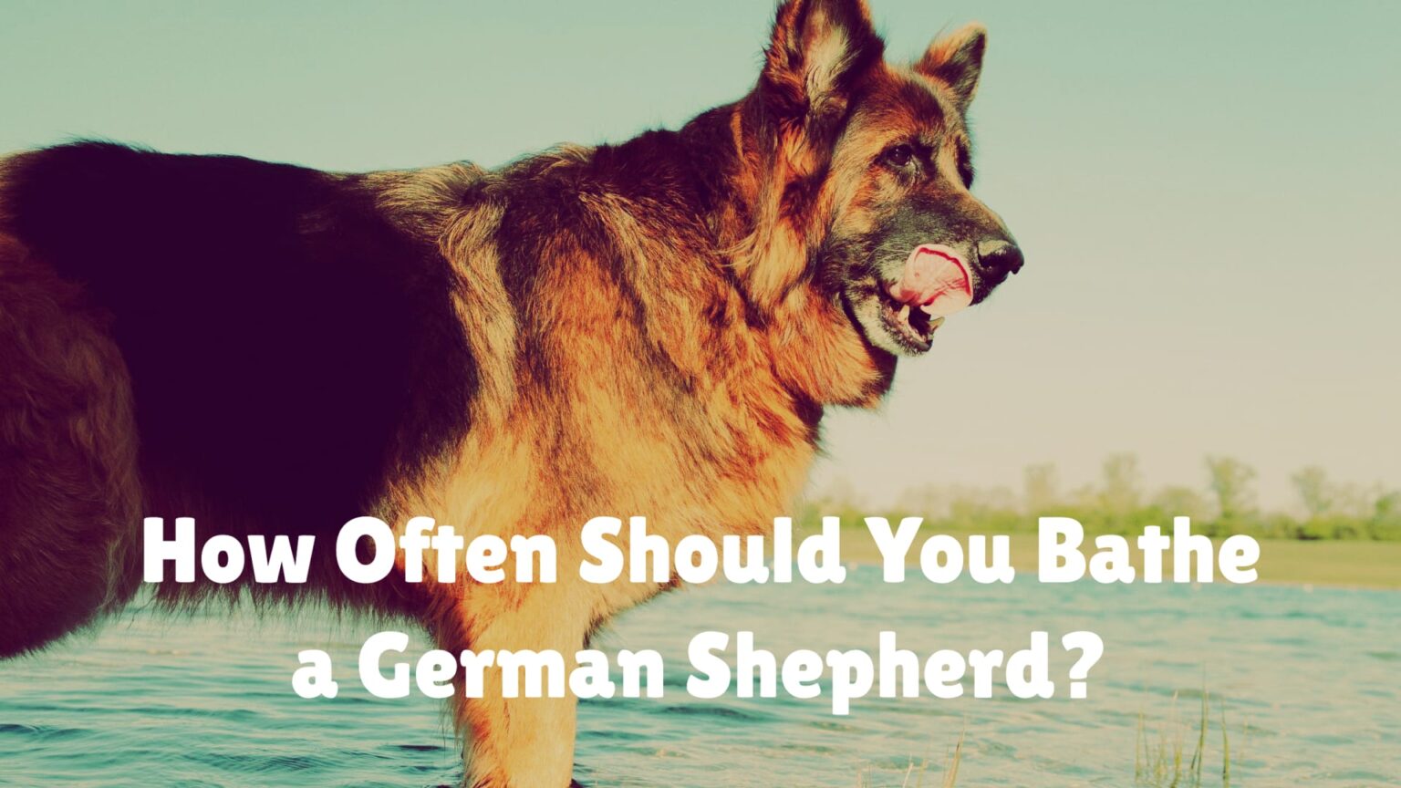 Grooming Tips For German Shepherds All About German Shepherds
