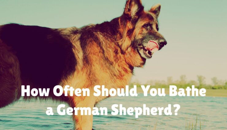 How Often Should You Bathe a German Shepherd?
