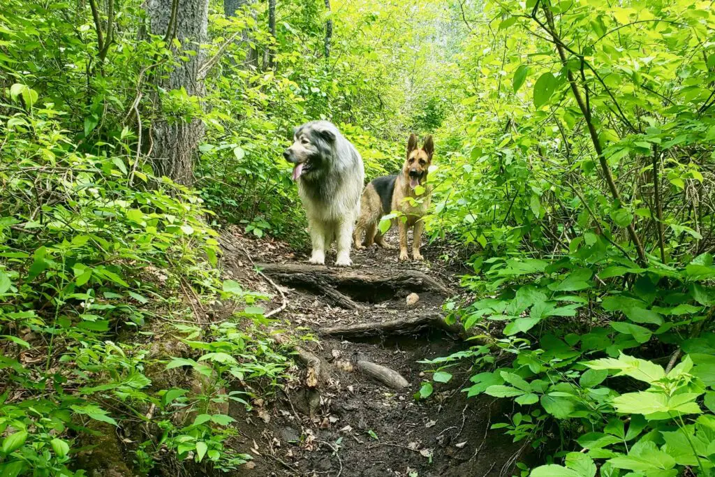 German Shepherd Newfoundlander Mix With A German Shepherd