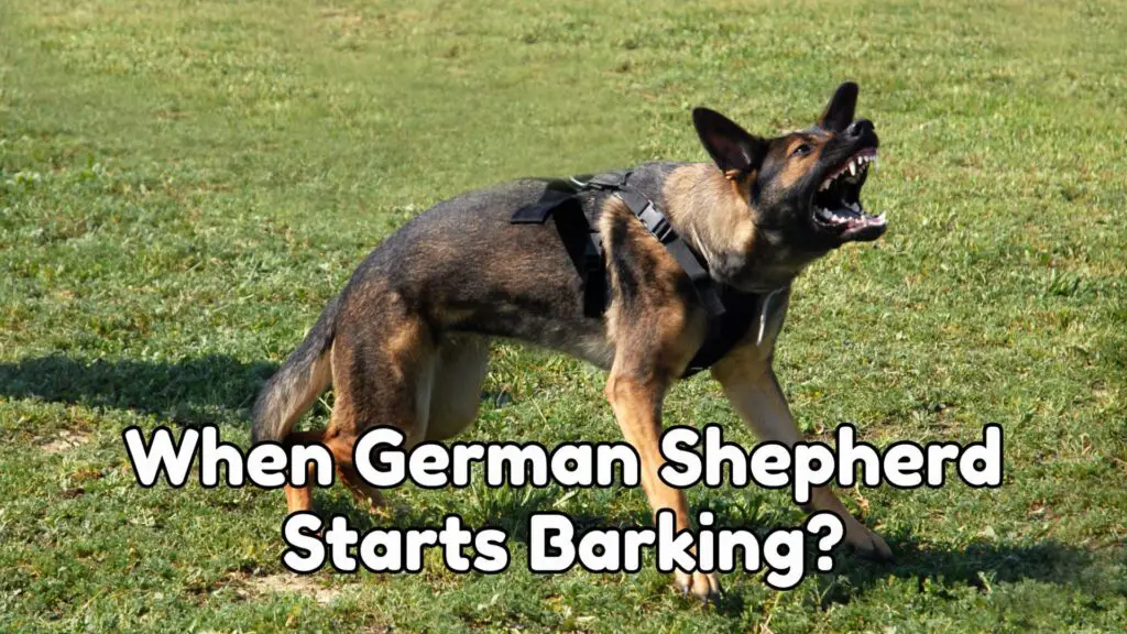 When German Shepherd Starts Barking?