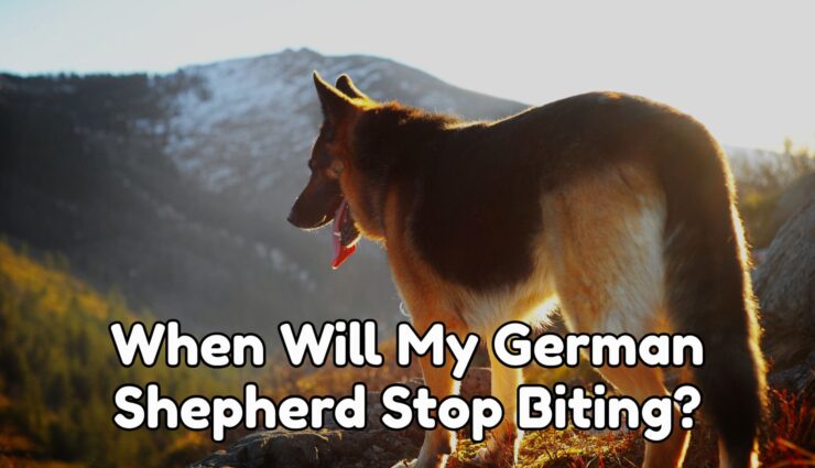 When Will My German Shepherd Stop Biting
