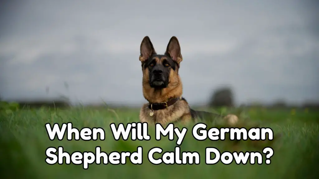 When Will My German Shepherd Calm Down