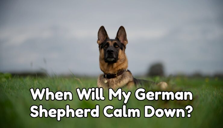 When Will My German shepherd Calm Down