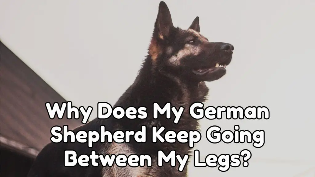 Why Does My German Shepherd Keep Going Between My Legs