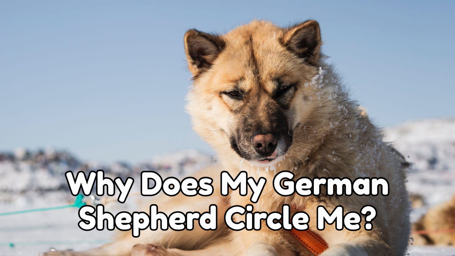 Why Does My German shepherd Circle Me?